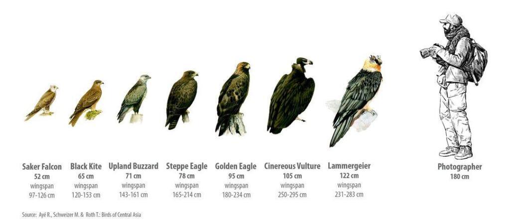 eagle vs falcon vs hawk